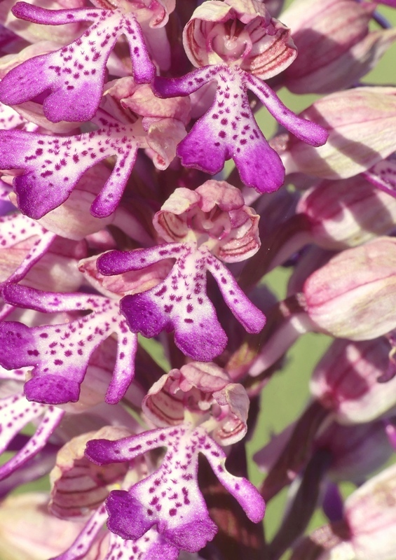 Orchis xhybrida (Orchis militaris x Orchis purpurea) altopiani abruzzesi - giugno 2018